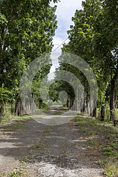 San leonardo nueva ecija trees