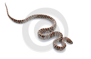 San Louis Petos Kingsnake