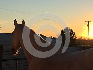 Gray horse silhouette with bright orange sunset paso robles california central coast