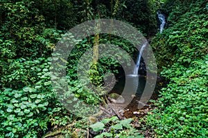 San Luis waterfall in a cloud forest of Reserva Biologica Bosque Nuboso Monteverde, Costa Ri
