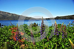 san martin de los andes, neuquen argentina-landscape with trees flowers and sky