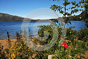 san martin de los andes, neuquen argentina-landscape with trees flowers and sky