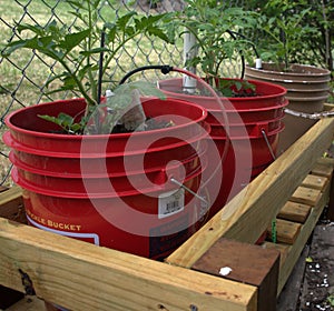 San Marzano tomato plant