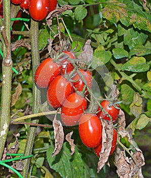 San marzano tomatoes