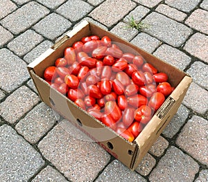 San Marzano tomatoes for homemade tomato sauce and juice
