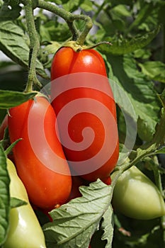 San Marzano Tomatoes on the Ripe