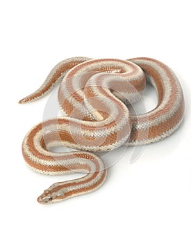 San Mateo Rosy Boa