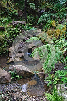 San Miguel, Portugal. Thermal springs, unique trees in Caldera Velha, Azores