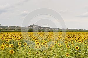 San Miniato (Tuscany) and sunflowers