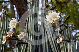 San Pedro cactus