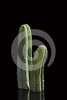 San Pedro cactus.