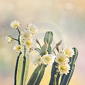 San Pedro Cactus Bloom