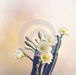 San Pedro Cactus Bloom photo