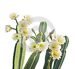 San Pedro Cactus Bloom on white background