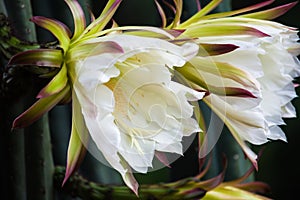 San Pedro cactus flower with white petals