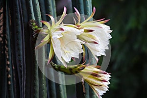 San Pedro cactus flower with white petals photo