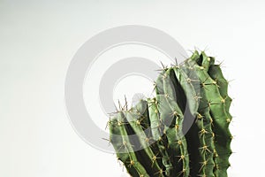 San Pedro cactus with four heads on a white background