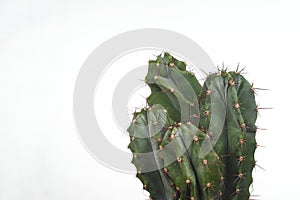 San Pedro cactus with four heads on a white background