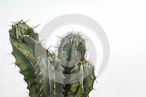 San Pedro cactus with four heads on a white background