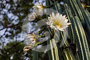 San Pedro cactus photo