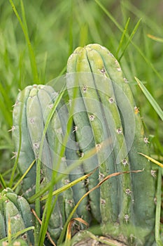 San pedro cactus plant, species Echinopsis pachanoi (Britton Rose) Friedrich G.D.Rowley, plant family Cactaceae