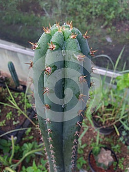 San Pedro Cactus Trichocereus