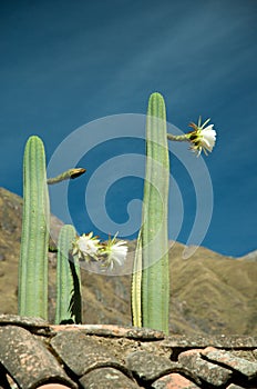 San Pedro Cactuses