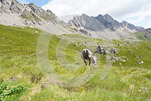 San Pellegrino Pass, Moena , Trentino Alto Adige, Alps, Dolomites, Italy: Landscape at the San Pellegrino Pass 1918 m. It`s a hig