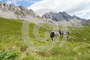 San Pellegrino Pass, Moena , Trentino Alto Adige, Alps, Dolomites, Italy: Landscape at the San Pellegrino Pass 1918 m. It`s a hig