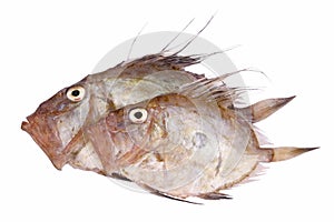 San Pierre Fish