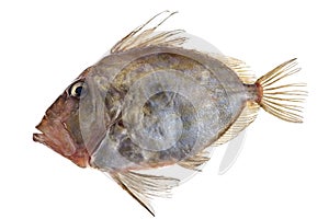 San Pierre Fish in front of white background