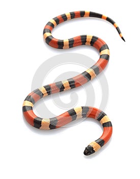 San Pueblan Milksnake