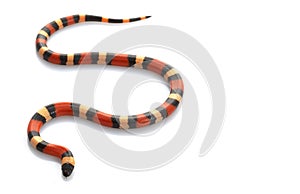 San Pueblan Milksnake