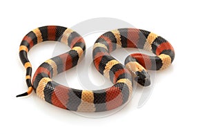 San Pueblan Milksnake