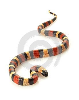 San Pueblan Milksnake