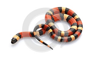 San Pueblan Milksnake