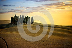 San Quirico d` Orcia, famous group of cypress trees in summer sunset light. Tuscany, Italy