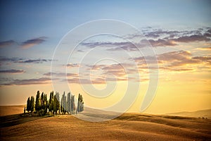 San Quirico d` Orcia, famous group of cypress trees in summer sunset light. Tuscany, Italy