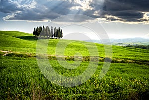 San Quirico d` Orcia, famous group of cypress trees. Tuscany landscape, Italy