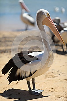 San Remo Phillips Island photo