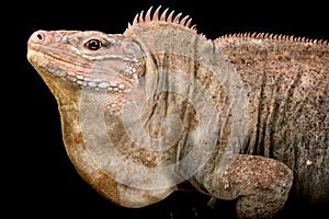 San salvador island Rock iguanas Cyclura rileyi rileyi male photo