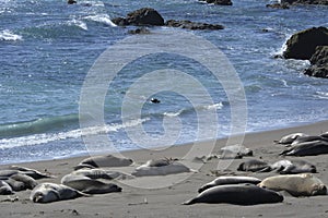 San Simeon Elephant Seals