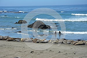 San Simeon Elephant Seals - June