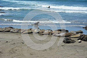 San Simeon Elephant Seals - June