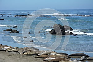 San Simeon Elephant Seals - June