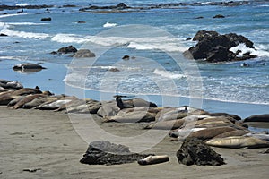 San Simeon Elephant Seals - June