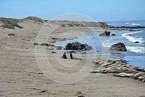 San Simeon Elephant Seals - June