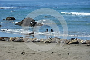 San Simeon Elephant Seals - June