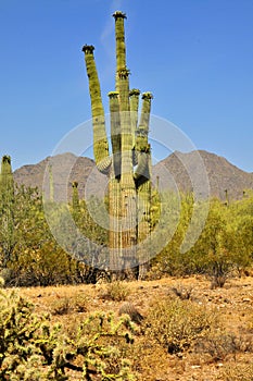 San Tan Mountains Sonora Desert Arizona