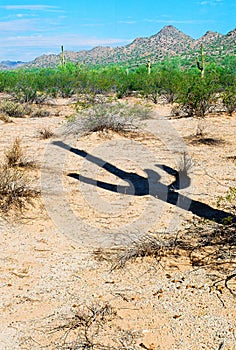 San Tan Mountains Sonora Desert Arizona